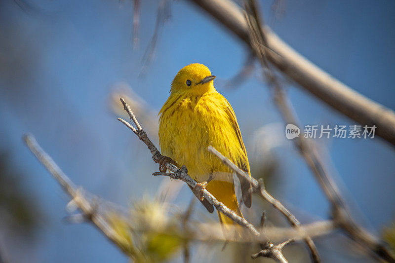 美洲黄莺，Reinita de Manglar， (Setophaga petechia)，黄莺。